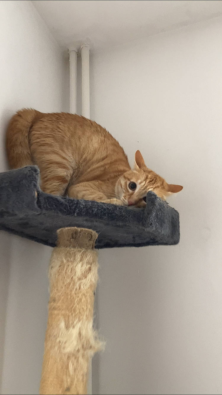 Negan a rejoint le concours — aidez-le/la à gagner de superbes lots ! canidae, carnivore, cat, cat_bed, cat_supply, claw, comfort, domestic_short_haired_cat, fawn, felidae, fur, natural_material, pet_supply, small_to_medium_sized_cats, snout, tail, terrestrial_animal, trunk, whiskers, wood