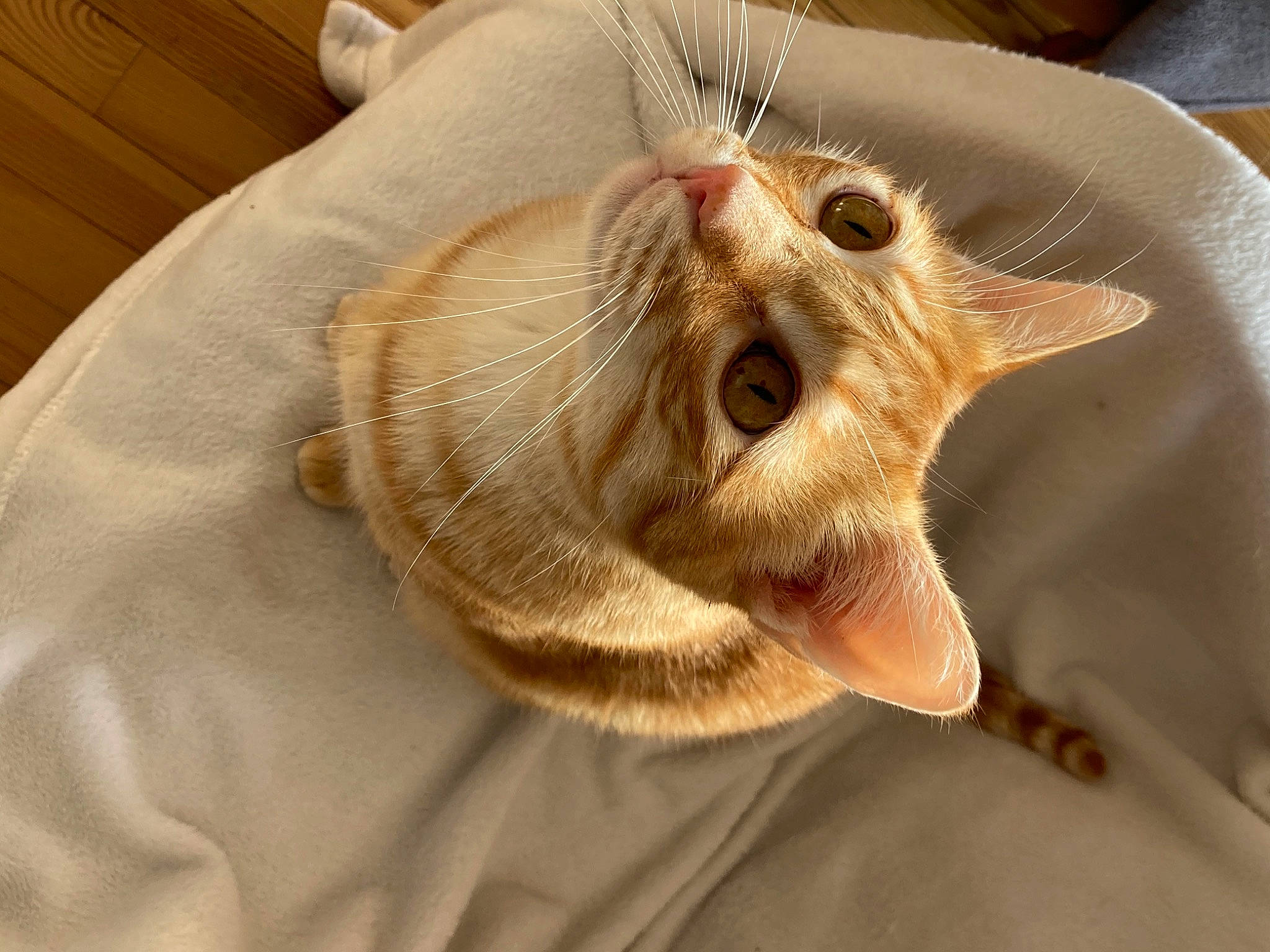 Negan a rejoint le concours — aidez-le/la à gagner de superbes lots ! carnivore, cat, claw, domestic_short_haired_cat, ear, fawn, felidae, fish, fruit, fur, gesture, hat, jaw, paw, plant, small_to_medium_sized_cats, snout, vegetable, whiskers, wood