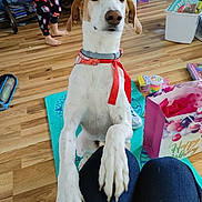 Copper joined the competition — help win amazing prizes! bandana, birthday_gift_bag, casual, child, colorful, curious, dog, floor_mat, gift, happy, home, indoor, knees, pajamas, paws, person_legs, pet, playful, toys, wooden_floor