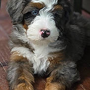 Astro is registered to the contest to win money with this photo: animal, bernese_mountain_dog, black_fur, blue_eyes, brown_fur, close_up, cute, dog, ears, fluffy, fur, indoor, laying_down, nose, pet, portrait, puppy, white_fur, wooden_floor, young_dog