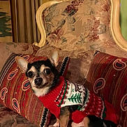 Blue Moon joined the competition — help win amazing prizes! dog, chihuahua, pet, sweater, christmas, holiday, chair, couch, pillow, indoor, decor, floral, small_dog, cute, animal, festive, cozy, portrait, looking, fur
