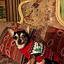 dog, chihuahua, pet, sweater, christmas, holiday, chair, couch, pillow, indoor, decor, floral, small_dog, cute, animal, festive, cozy, portrait, looking, fur