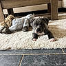 Noot participe au concours pour gagner de l'argent avec cette photo : puppy, dog, pet, animal, portrait, lying_down, fluffy_rug, stuffed_animal, plush_toy, living_room, coffee_table, sofa, indoor, home, cozy, gray_fur, white_paws, cute, floor, close_up