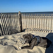 Noot a rejoint le concours — aidez-le/la à gagner de superbes lots ! dog, puppy, beach, sand, ocean, sea, shoreline, harness, outdoor, sunny, daylight, dune, fence, wooden_fence, shadow, lying_down, animal, pet, coast, blue_sky