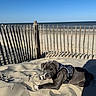 dog, puppy, beach, sand, ocean, sea, shoreline, harness, outdoor, sunny, daylight, dune, fence, wooden_fence, shadow, lying_down, animal, pet, coast, blue_sky