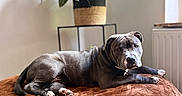 Noot participe au concours pour gagner de l'argent avec cette photo : dog, pet, gray_dog, lying_down, bed, blanket, indoor, home, plant, houseplant, window, radiator, brown_blanket, portrait, animal, canine, relaxed, resting, living_room, natural_light