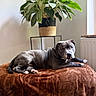 dog, pet, gray_dog, lying_down, bed, blanket, indoor, home, plant, houseplant, window, radiator, brown_blanket, portrait, animal, canine, relaxed, resting, living_room, natural_light