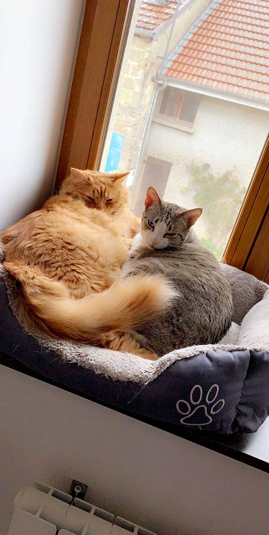 Mario Et Oscar a rejoint le concours — aidez-le/la à gagner de superbes lots ! aegean_cat, asian, carnivore, cat, cat_bed, comfort, domestic_short_haired_cat, dragon_li, european_shorthair, felidae, fur, furniture, kitten, mammal, paw, room, small_to_medium_sized_cats, tabby_cat, whiskers