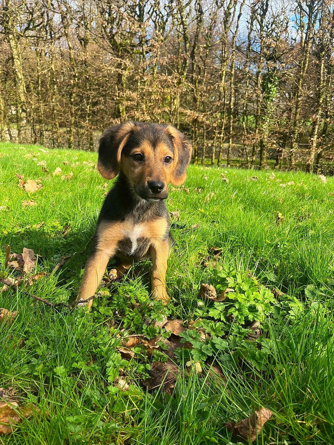 Moka a rejoint le concours — aidez-le/la à gagner de superbes lots ! puppy, dog, grass, outdoor, trees, leaves, sunlight, portrait, cute, ears, nose, paws, sitting, field, green_grass, young_dog, pet, animal, natural_light, forest_edge
