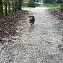 dog, puppy, path, park, trees, hedge, gate, gravel, walking_path, leaves, moss, outdoor, nature, running, small_dog, brown_black_coat, focused_subject, centered_subject, ground, tree_trunk