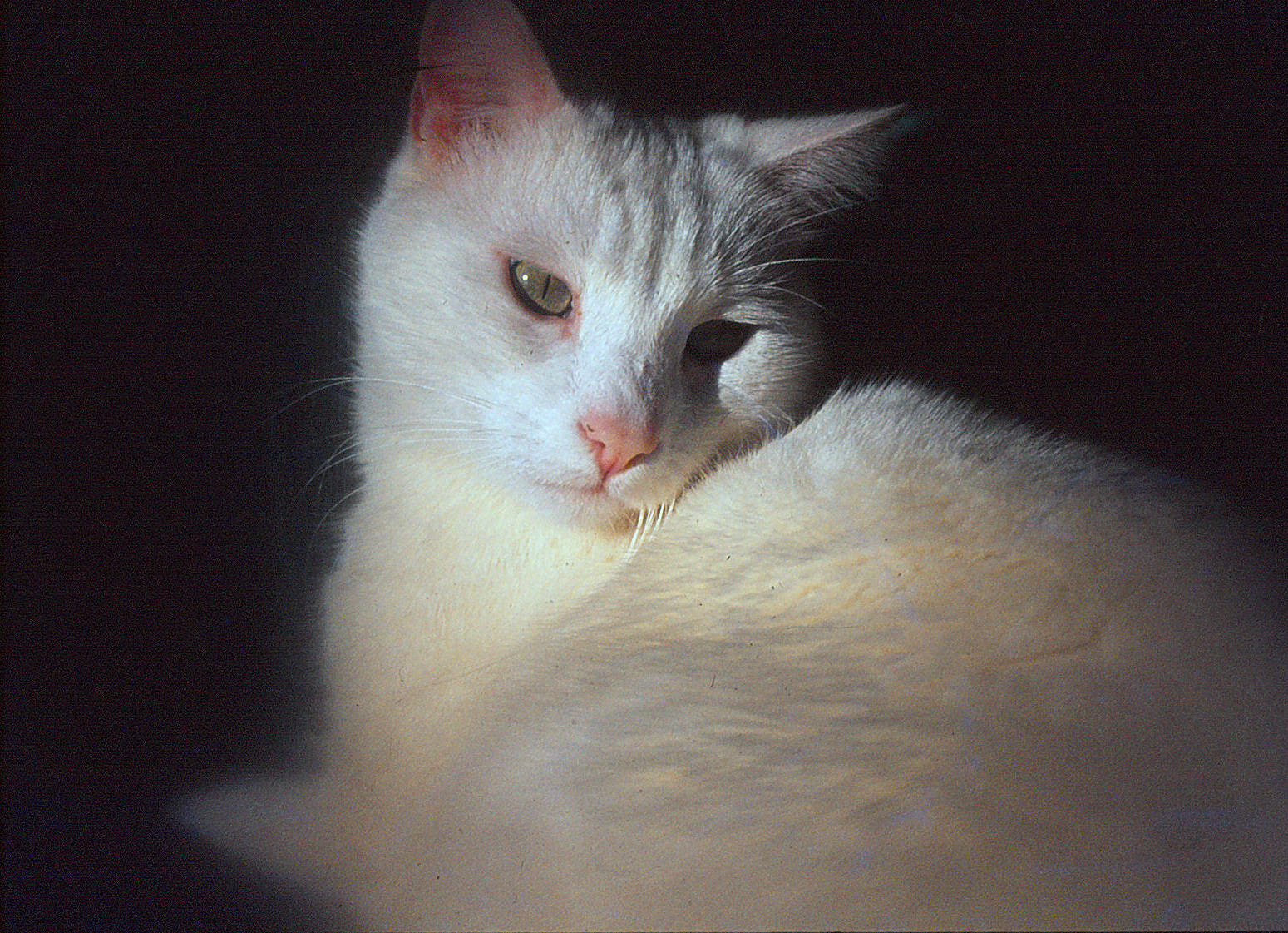 Pipper participe au concours pour gagner de l'argent avec cette photo : carnivore, cat, domestic_short_haired_cat, ear, eyelash, felidae, fur, no_expression, paw, small_to_medium_sized_cats, snout, whiskers, window