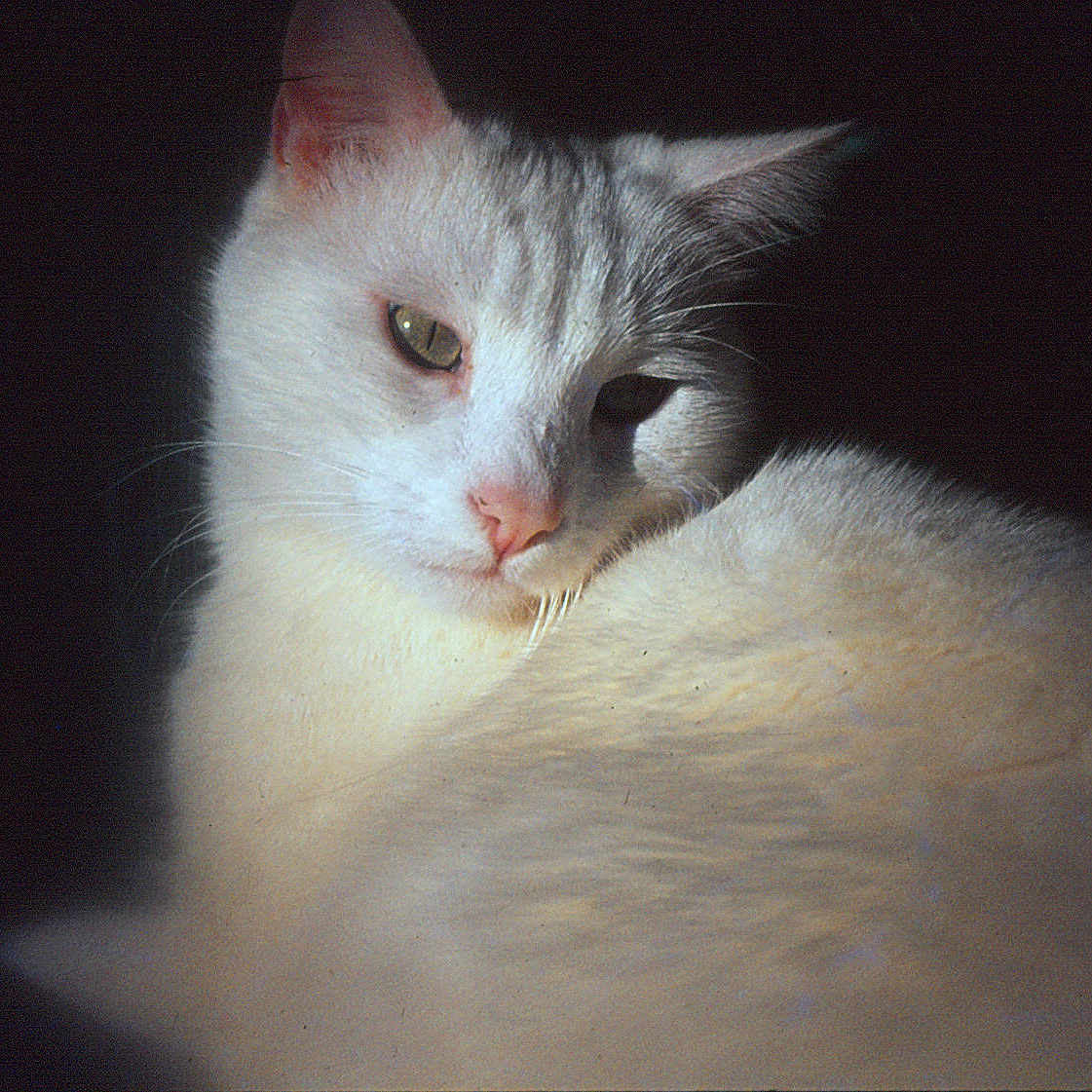 Pipper