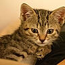 kitten, cat, tabby, closeup, fur, whiskers, paw, eyes, cute, pet, animal, young, resting, indoor, soft, curious, mammal, small, feline, portrait