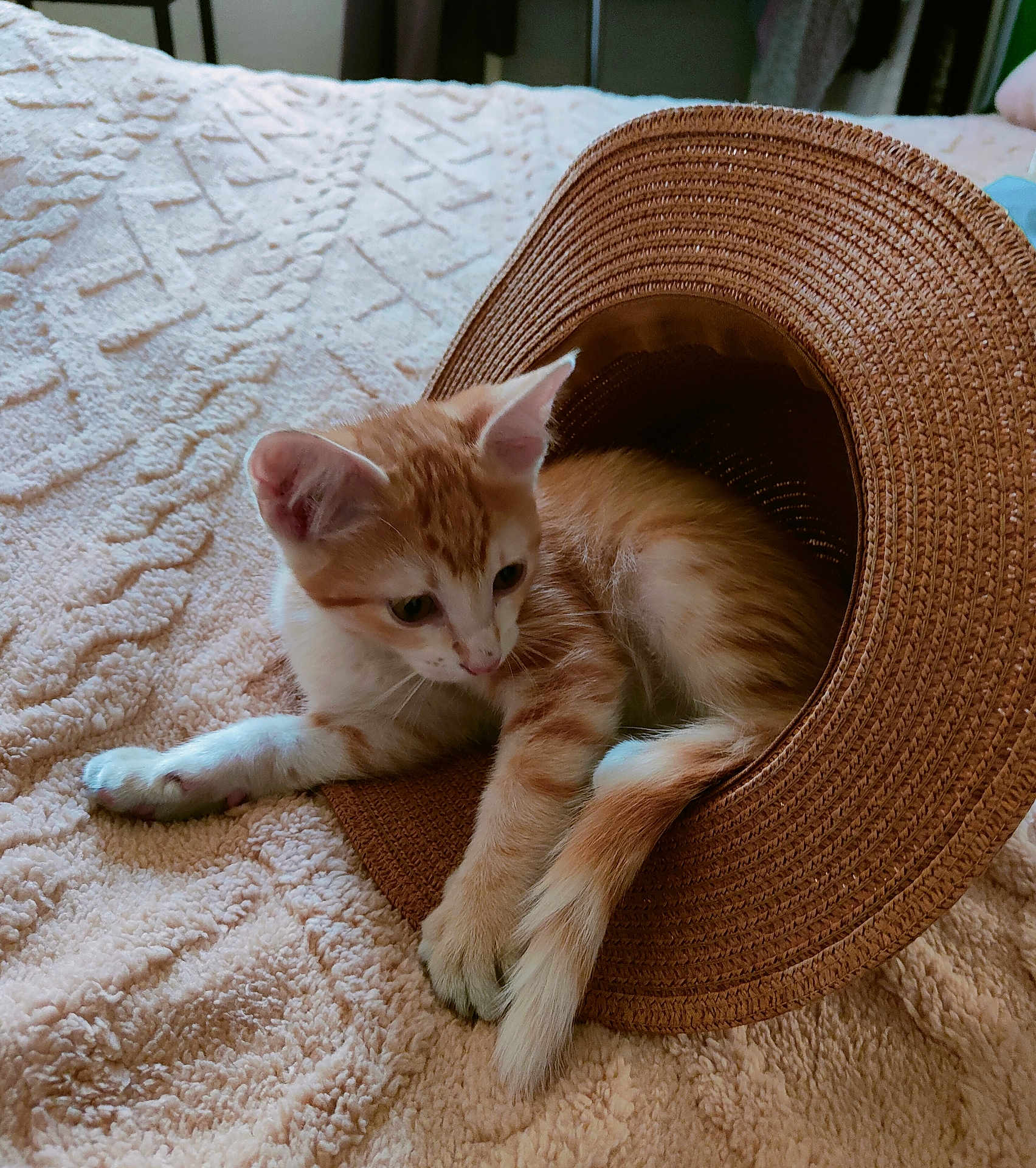 Diablo participe au concours pour gagner de l'argent avec cette photo : kitten, cat, orange_tabby, white_fur, hat, woven_hat, bed, blanket, textured_blanket, indoor, pet, cute, animal, relaxed, playful, resting, soft_light, feline, cozy, young_cat