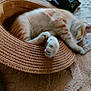 cat, kitten, orange_tabby, sleeping, paws, straw_hat, hat, blanket, cozy, indoor, pet, cute, feline, fur, resting, soft_texture, animal, home, relaxed, comfort