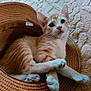 Diablo participe au concours pour gagner de l'argent avec cette photo : kitten, cat, orange_cat, white_cat, paw, hat, straw_hat, pet, cute, animal, feline, indoor, resting, texture, blanket, cozy, curious, young, closeup, sleepy