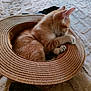 Diablo a rejoint le concours — aidez-le/la à gagner de superbes lots ! kitten, cat, straw_hat, pet, feline, cozy, resting, indoor, animal, cute, fur, paw, grooming, texture, blanket, orange, white, sleepy, cute_pet, small