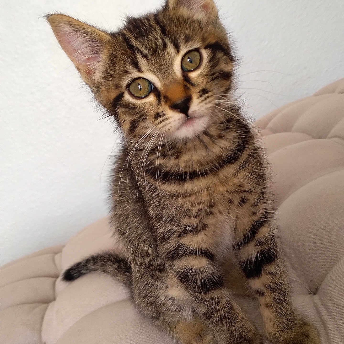 Shuri participe au concours pour gagner de l'argent avec cette photo : abyssinian, animal, cat, couch, egyptiancat, furniture, kitten, manx, pet