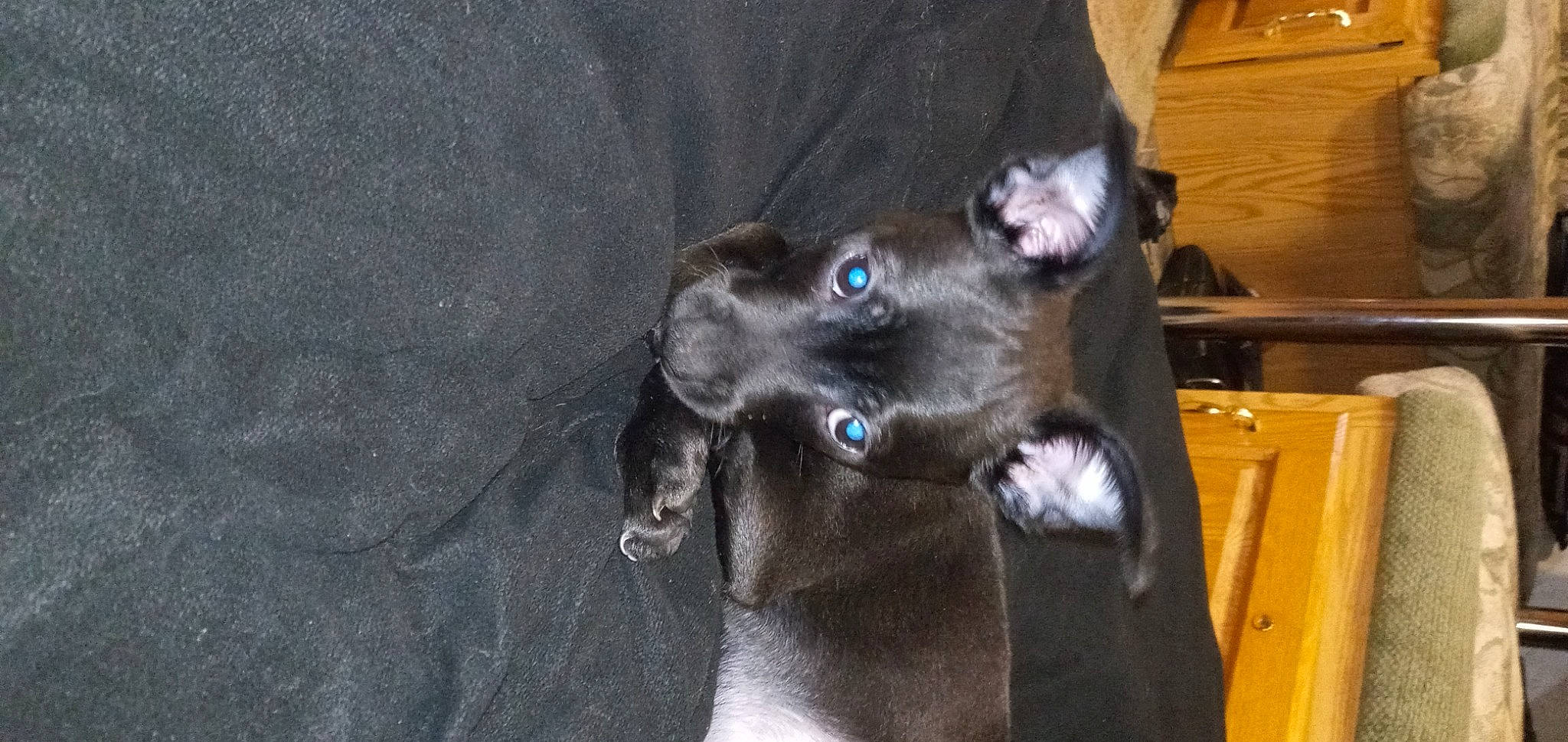 Crowley is registered to the contest to win money with this photo: borador, canidae, carnivore, claw, collar, companion_dog, dog, dog_breed, fawn, felidae, fur, liver, non_sporting_group, small_to_medium_sized_cats, snout, sporting_group, terrestrial_animal, whiskers, wood, working_animal