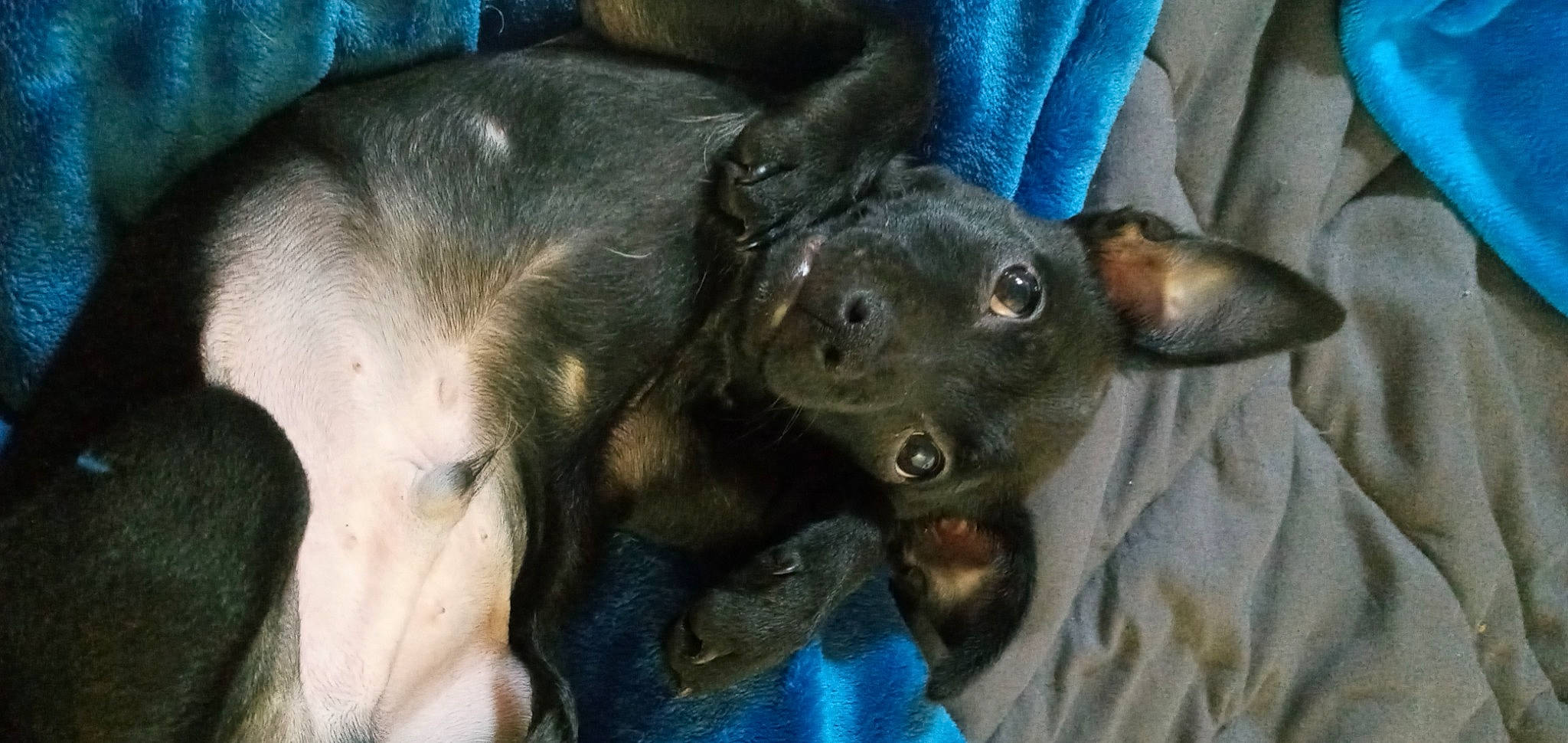 Crowley joined the competition — help win amazing prizes! canidae, carnivore, comfort, companion_dog, corgi_chihuahua, dog, dog_breed, ear, fawn, fur, guard_dog, liver, paw, snout, sporting_group, terrestrial_animal, toy_dog, whiskers, working_animal, working_dog