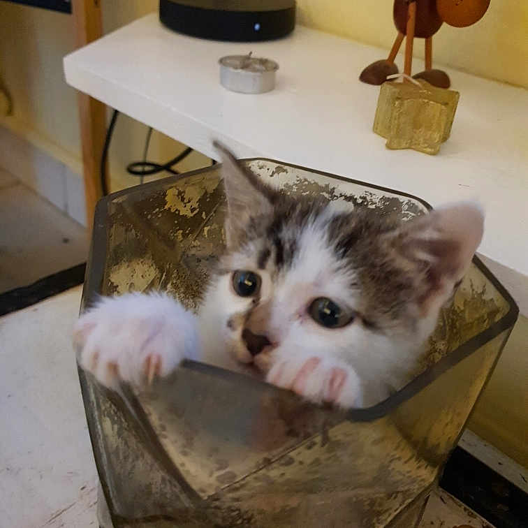 Timousse a rejoint le concours — aidez-le/la à gagner de superbes lots ! box, cardboard, carnivore, cat, domestic_short_haired_cat, fawn, felidae, flooring, fur, guitar, hardwood, mammal, musical_instrument, paw, pet_supply, room, small_to_medium_sized_cats, tail, whiskers, wood