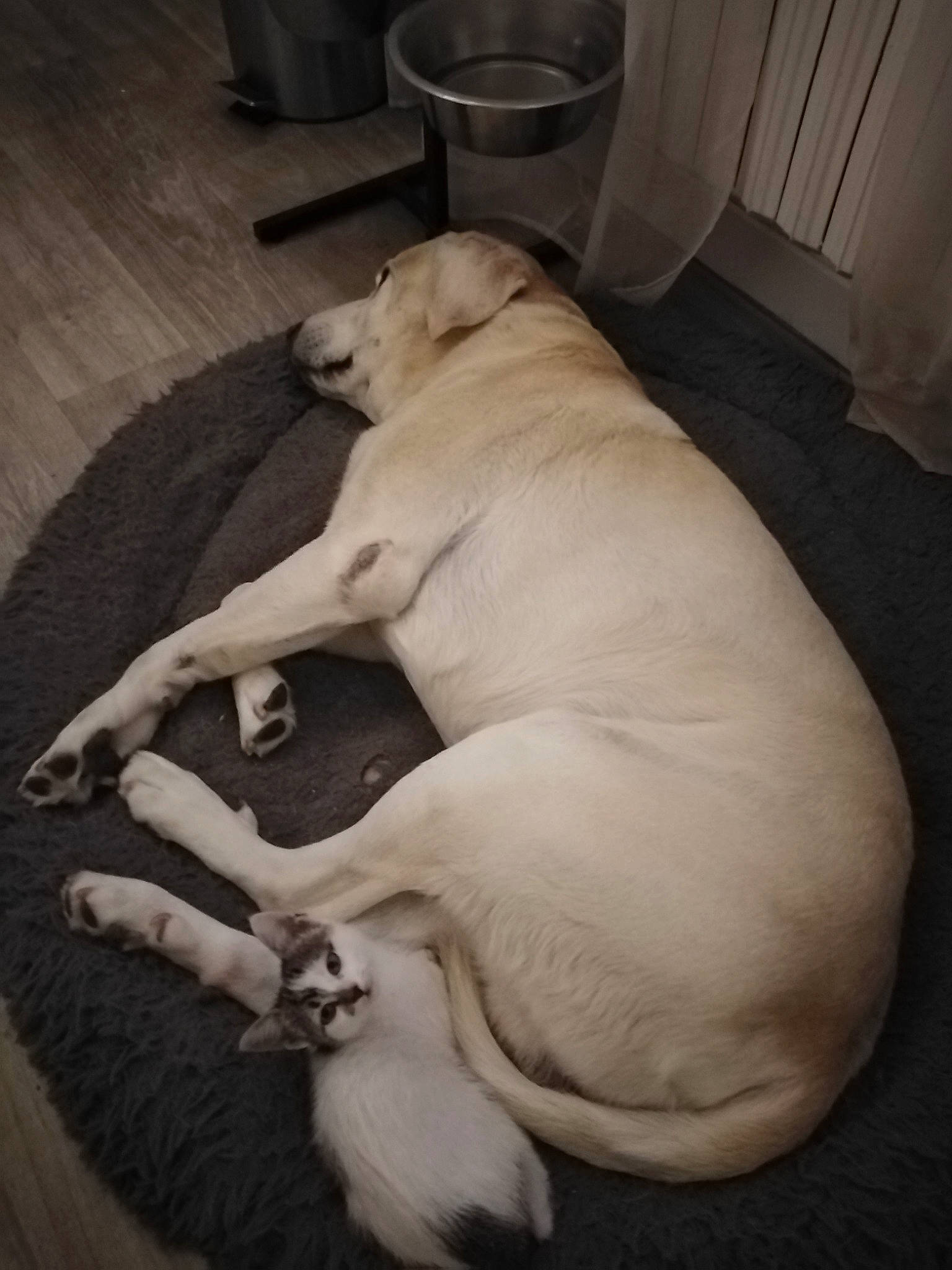 Timousse a rejoint le concours — aidez-le/la à gagner de superbes lots ! canidae, carnivore, comfort, companion_dog, dog, dog_breed, dog_supply, fawn, flooring, fur, hardwood, nap, non_sporting_group, paw, pet_supply, puppy, tail, terrestrial_animal, wood, working_animal