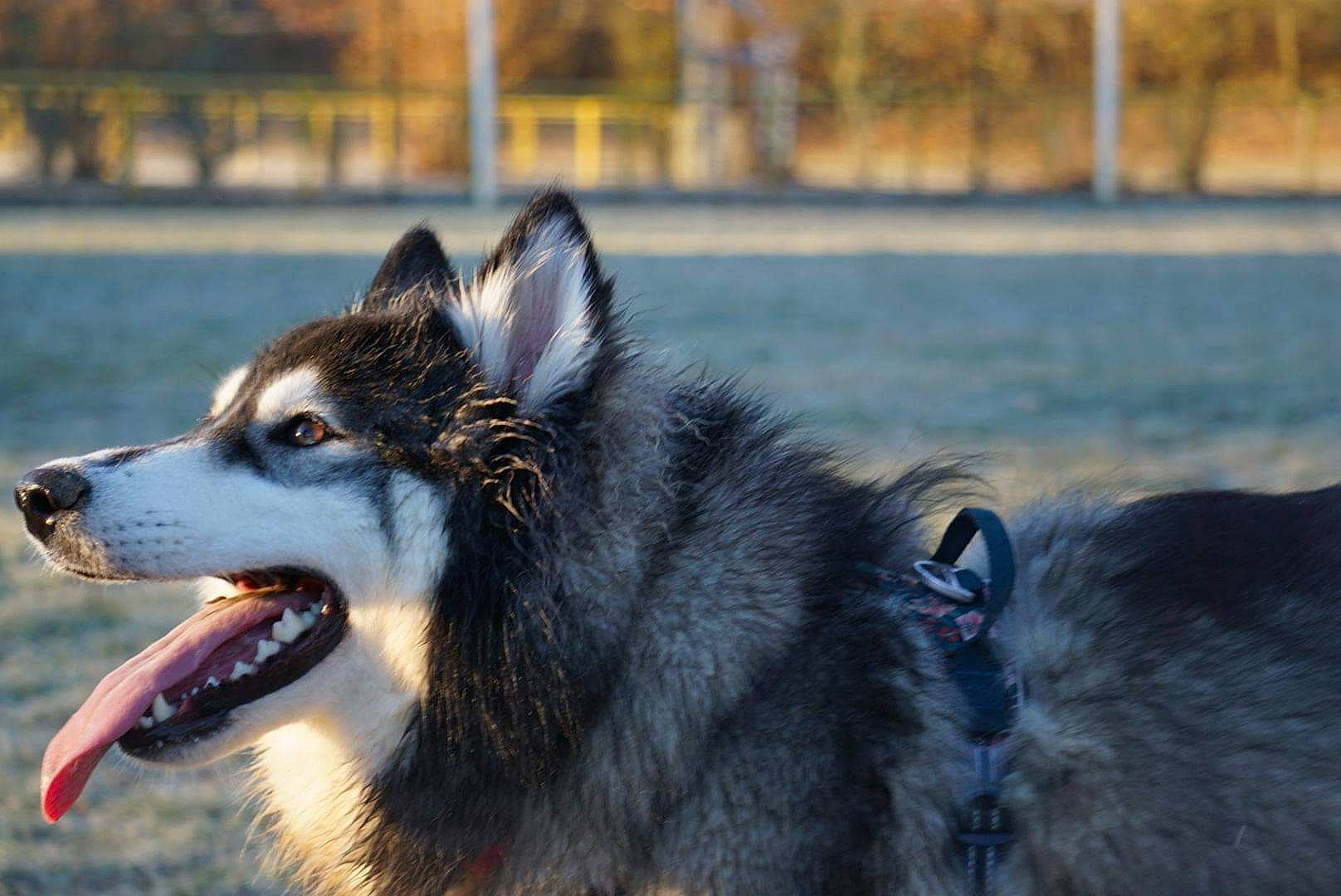 Aïka participe au concours pour gagner de l'argent avec cette photo : canidae, canis, carnivore, collar, companion_dog, dog, dog_breed, eye, fang, fur, jaw, siberian_husky, sled_dog, snout, sporting_group, terrestrial_animal, tree, water, whiskers, working_animal