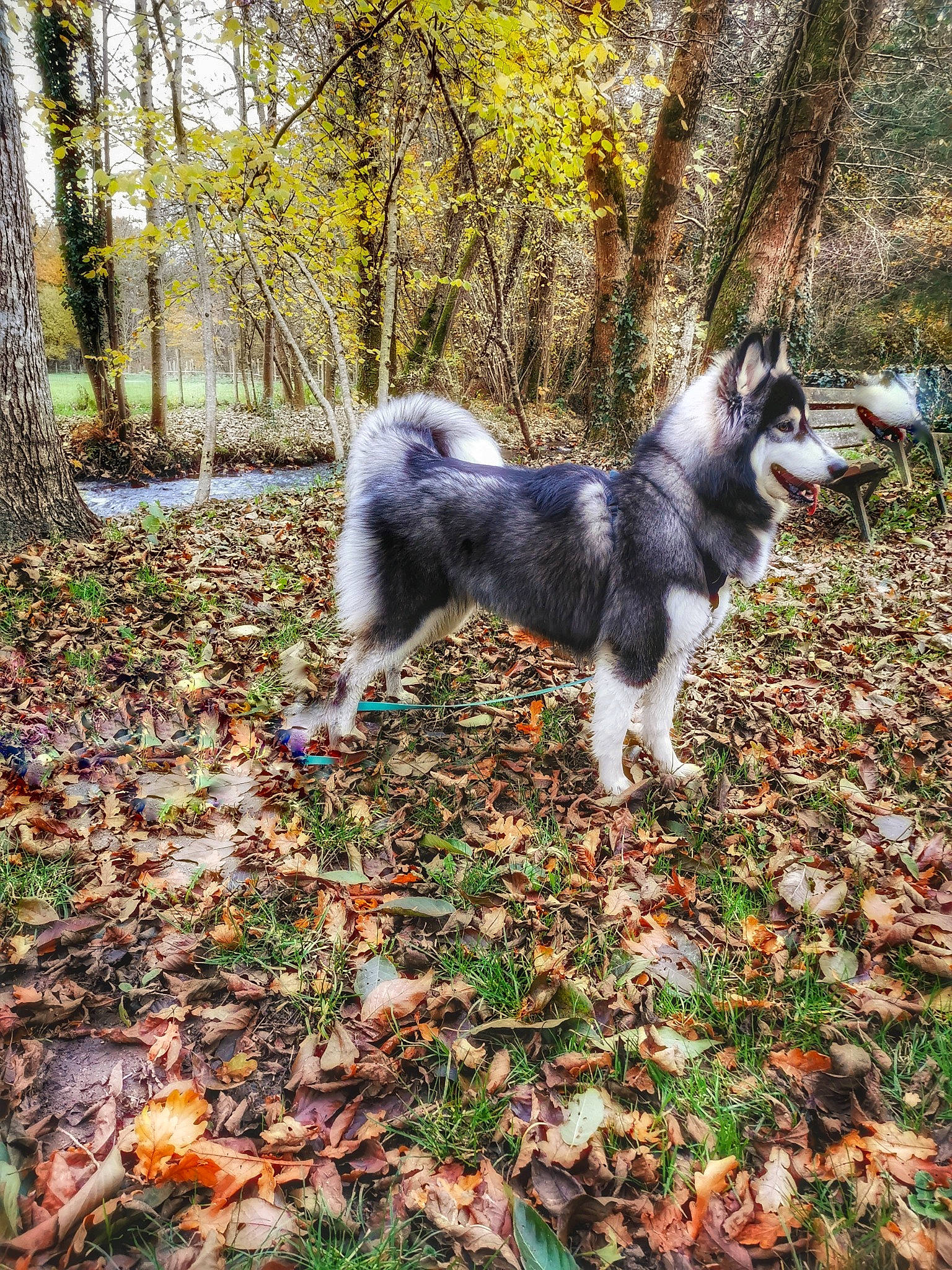 Aïka participe au concours pour gagner de l'argent avec cette photo : autumn, canidae, carnivore, companion_dog, dog, dog_breed, fawn, forest, fur, grass, leaf, sporting_group, tail, tree, trunk, twig, wildlife, wood, woodland, woody_plant