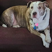 Harley is registered to the contest to win money with this photo: dog, pet, couch, indoor, furniture, brown, white, collar, spiked_collar, relaxed, looking, canine, mammal, animal, domestic_animal, home, cozy, striped_cushion, resting, comfort