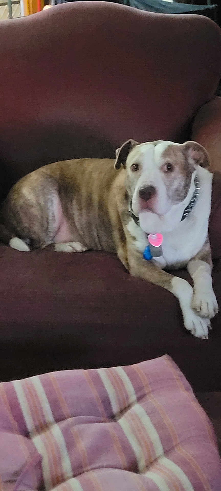 Harley is registered to the contest to win money with this photo: dog, pet, couch, indoor, furniture, brown, white, collar, spiked_collar, relaxed, looking, canine, mammal, animal, domestic_animal, home, cozy, striped_cushion, resting, comfort