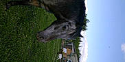 America participe au concours pour gagner de l'argent avec cette photo :