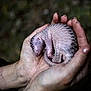 Pangolin participe au concours pour gagner de l'argent avec cette photo : finger, foot, gesture, hand, leg, skin, thumb, wrinkle