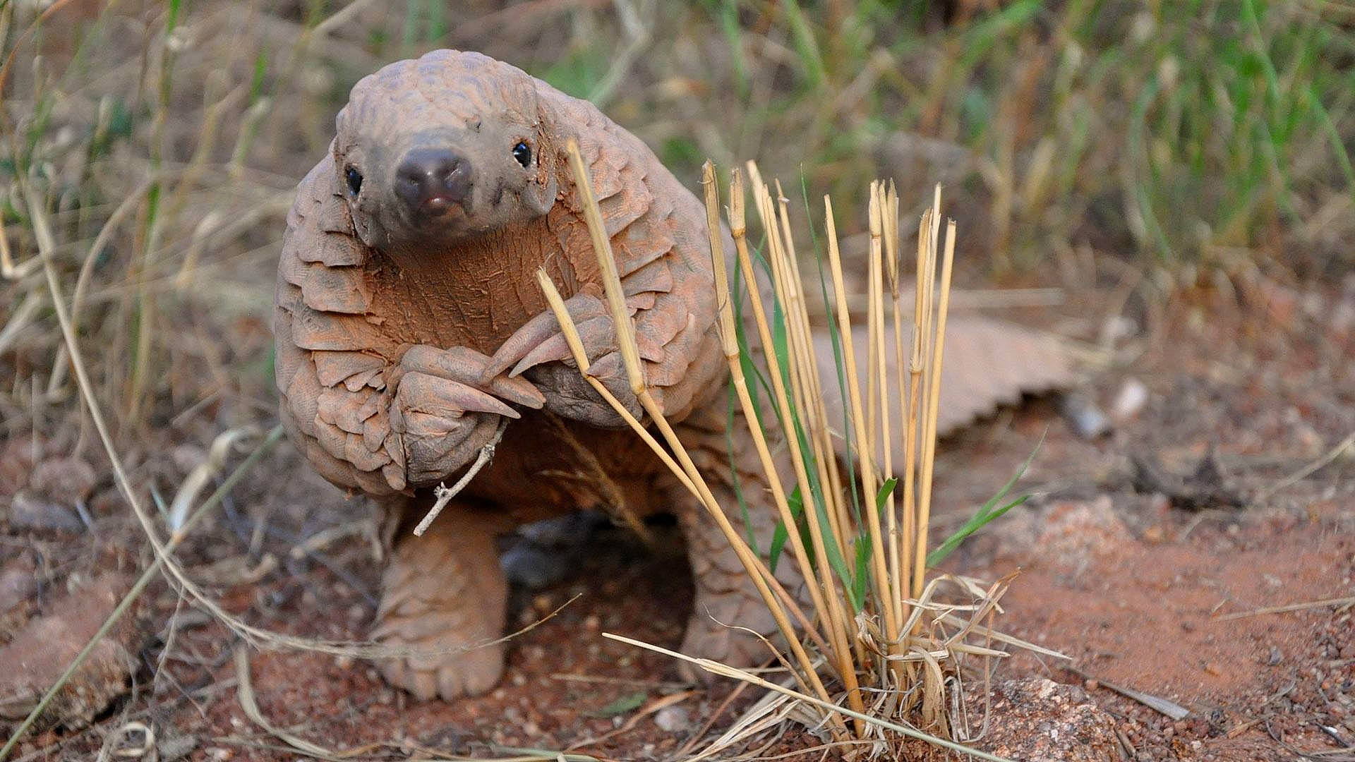 Pangolin a rejoint le concours — aidez-le/la à gagner de superbes lots ! adaptation, plant, terrestrial_animal, tortoise, wildlife