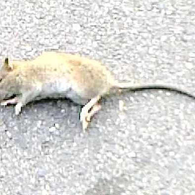 Ratounette