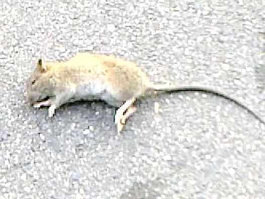 Ratounette