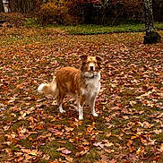 Peaches is registered to the contest to win money with this photo: dog, autumn, fall_leaves, outdoor, grass, tree, brown_dog, white_dog, nature, canine, pet, animal, leaf_litter, park, seasonal, forest_edge, alert, standing, fur, outdoors