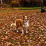 dog, autumn, fall_leaves, outdoor, grass, tree, brown_dog, white_dog, nature, canine, pet, animal, leaf_litter, park, seasonal, forest_edge, alert, standing, fur, outdoors