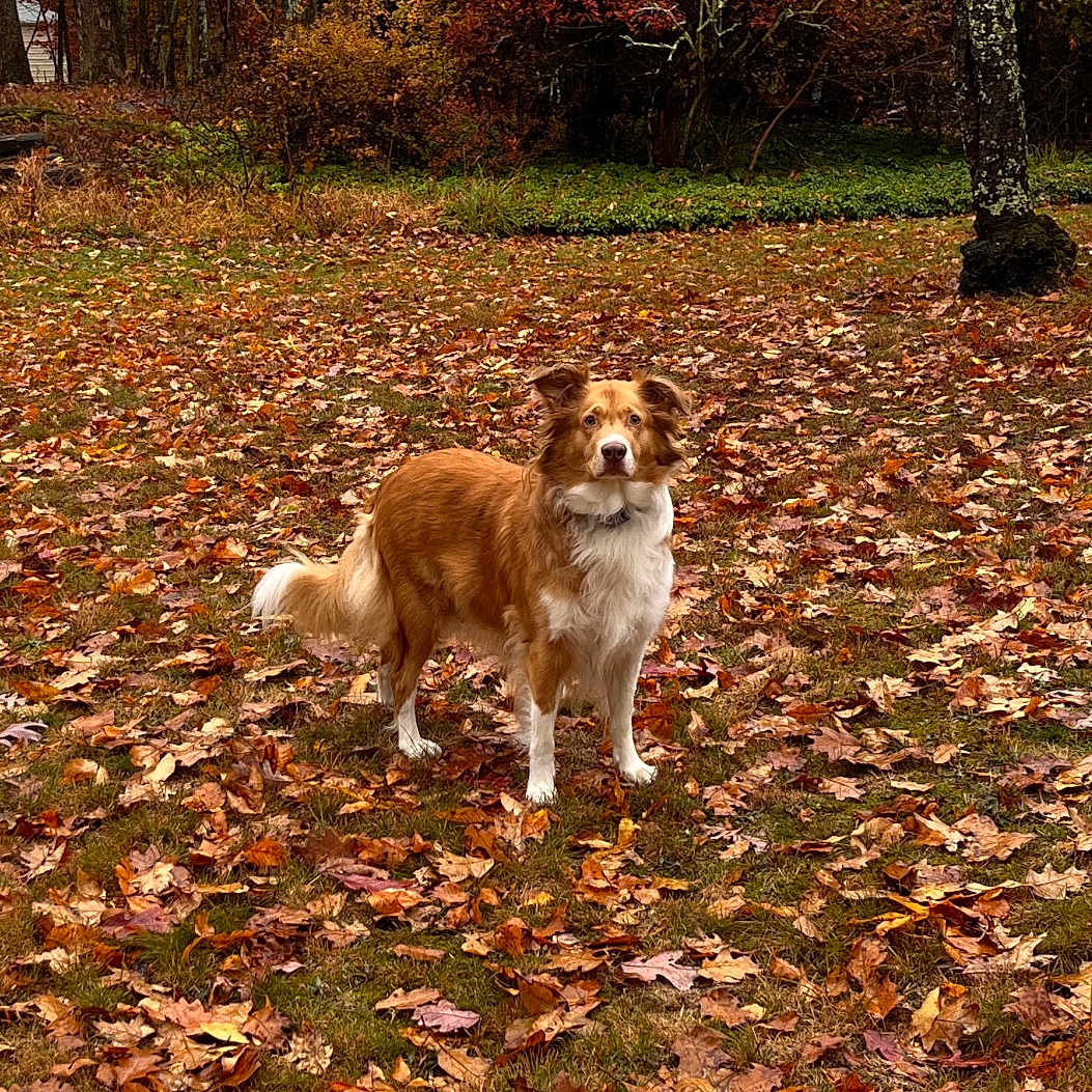 Peaches is registered to the contest to win money with this photo: dog, autumn, fall_leaves, outdoor, grass, tree, brown_dog, white_dog, nature, canine, pet, animal, leaf_litter, park, seasonal, forest_edge, alert, standing, fur, outdoors