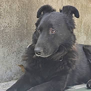 Buddy participe au concours pour gagner de l'argent avec cette photo : dog, black_dog, animal, pet, fur, lying_down, outdoor, concrete_wall, calm, attentive, portrait, mammal, closeup, resting, canine, ears, collar, side_view, quiet, nature