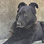 dog, black_dog, animal, pet, fur, lying_down, outdoor, concrete_wall, calm, attentive, portrait, mammal, closeup, resting, canine, ears, collar, side_view, quiet, nature