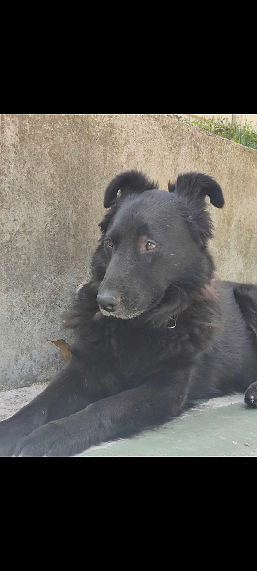 Buddy participe au concours pour gagner de l'argent avec cette photo : dog, black_dog, animal, pet, fur, lying_down, outdoor, concrete_wall, calm, attentive, portrait, mammal, closeup, resting, canine, ears, collar, side_view, quiet, nature