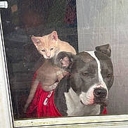 Bowser is registered to the contest to win money with this photo: cat, dog, kitten, pitbull, window, glass, reflection, dirt, red_shirt, pet, animal, looking_out, sill, whiskers, ears, nose, portrait, indoor, bonding, curious