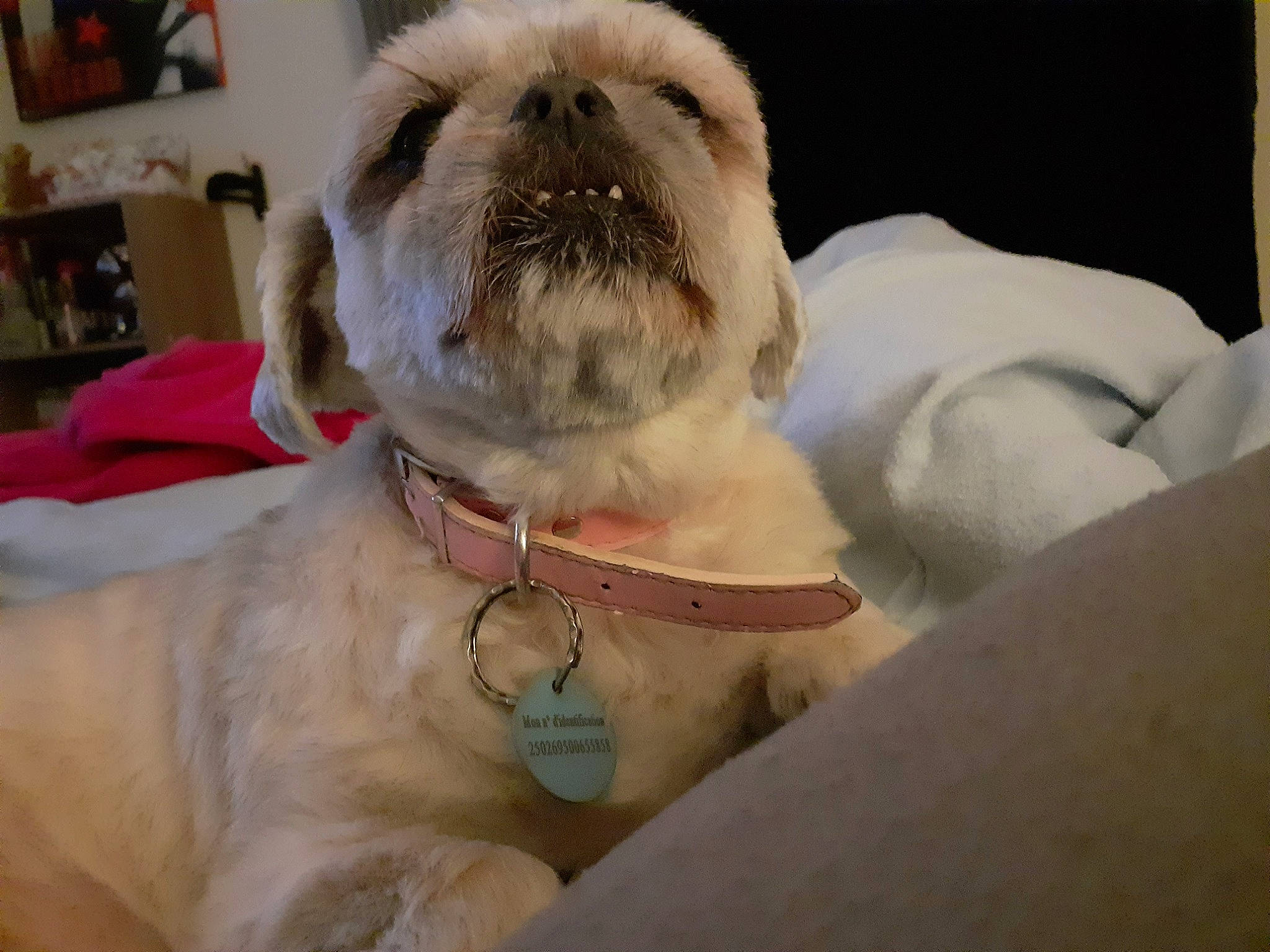 Chanel participe au concours pour gagner de l'argent avec cette photo : ancient_dog_breeds, british_bulldogs, bulldog, canidae, carnivore, companion_dog, dog, dog_breed, fawn, mammal, non_sporting_group, old_english_bulldog, pug, snout, toy_bulldog, toy_dog, vertebrate, white_english_bulldog, wrinkle