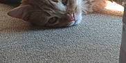 Penny joined the competition — help win amazing prizes! abyssinian, animal, architecture, building, cat, couch, furniture, hardwood, homedecor, indoors, kitten, linen, livingroom, manx, person, pet, room, siamese, sleeping, wood