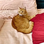Penny is registered to the contest to win money with this photo: animal, bed, blanket, cat, comfort, cozy, cute, domestic_cat, feline, fur, ginger_cat, indoor, orange, pet, pillow, relaxed, resting, sleepy, soft, texture