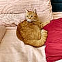 animal, bed, blanket, cat, comfort, cozy, cute, domestic_cat, feline, fur, ginger_cat, indoor, orange, pet, pillow, relaxed, resting, sleepy, soft, texture