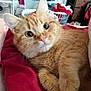 Penny joined the competition — help win amazing prizes! animal, blanket, cat, closeup, clothing, cozy, curious, cute, eyes, feline, fur, home, indoor, laundry_basket, orange_tabby, pet, relaxed, resting, soft, whiskers