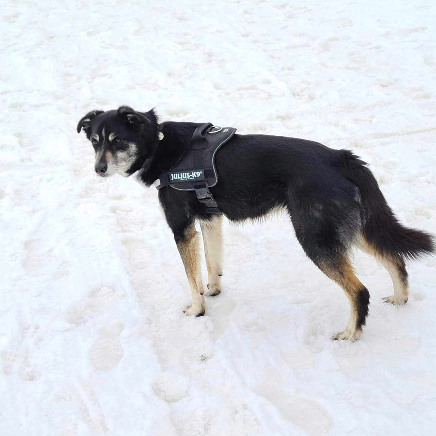Gybbs participe au concours pour gagner de l'argent avec cette photo : accessories, animal, canine, clothing, coat, dog, footprint, germanshepherd, harness, hound, husky, leash, nature, outdoors, pet, policedog, puppy, snow, strap, winter