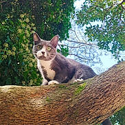 Réa a rejoint le concours — aidez-le/la à gagner de superbes lots ! cat, gray_cat, white_cat, tree, branch, green_leaves, outdoor, nature, animal, pet, feline, curious, daylight, sky, wildlife, closeup, climbing, alert, whiskers, paws