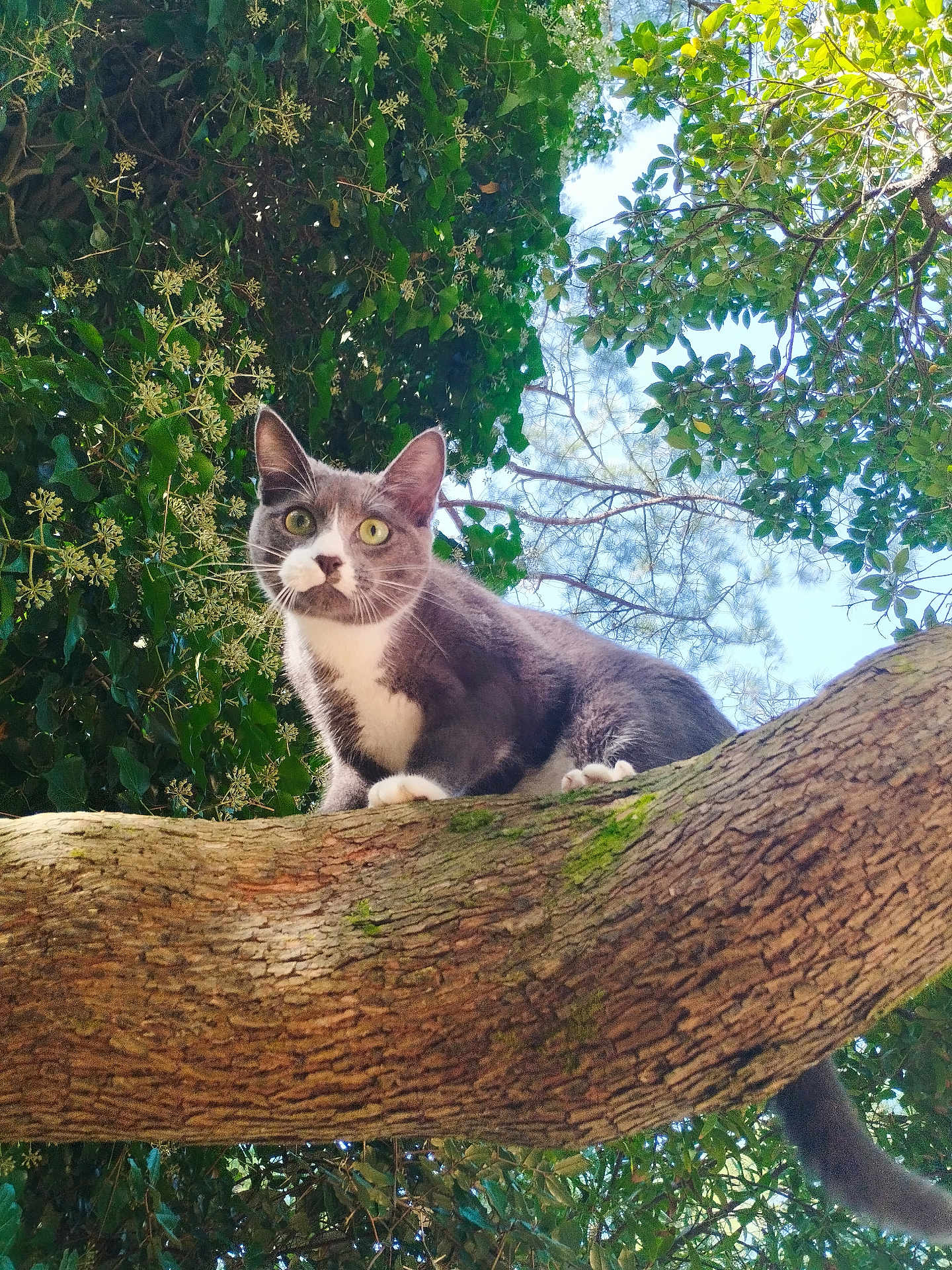 Réa a rejoint le concours — aidez-le/la à gagner de superbes lots ! cat, gray_cat, white_cat, tree, branch, green_leaves, outdoor, nature, animal, pet, feline, curious, daylight, sky, wildlife, closeup, climbing, alert, whiskers, paws